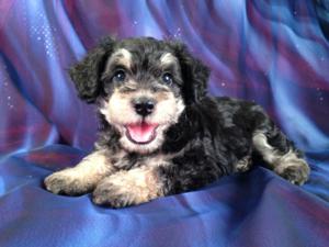 Male Snorkie Puppy for #1 DOB May 21st 2013|We are a short fun drive from Wisconsin,Illinois,Iowa, and Minnesota!